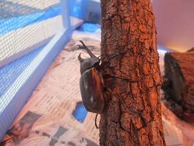 beetle2.jpg